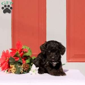 Nahma, Morkie-Poo Puppy